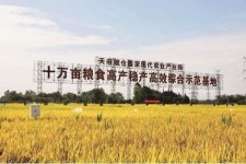 广安关于成都商务伴游外围雇用的信息